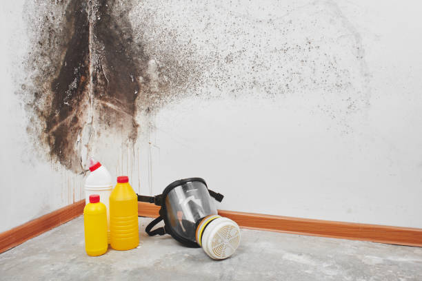 Mold Removal Process in Edina, MO