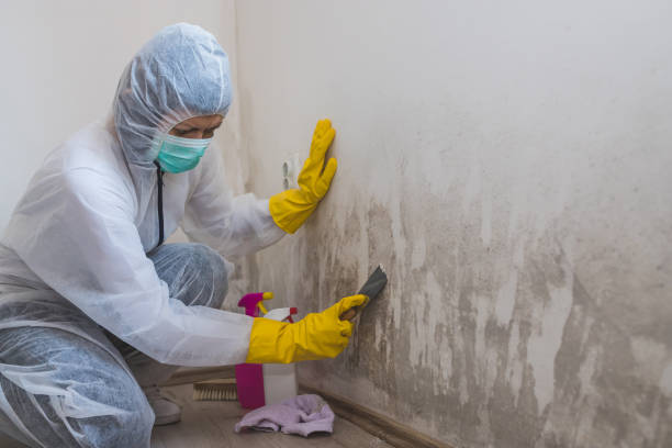 Office Mold Removal Services in Edina, MO