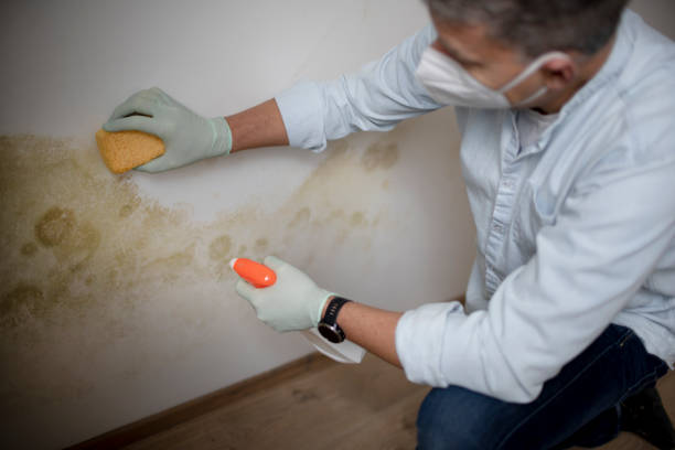 Best Certified Mold Removal  in Edina, MO