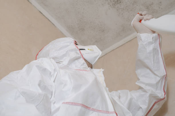 Best Mold Damage Repair  in Edina, MO